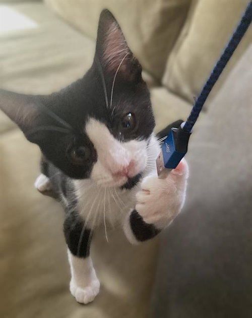 ARTEMIS
