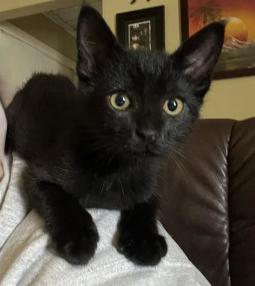 JAX