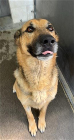 AXEL