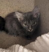 VIOLET - Photo 1