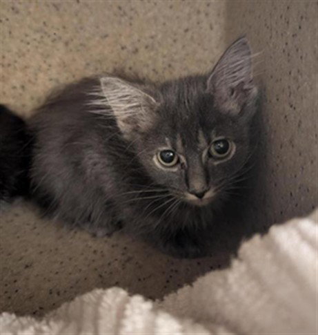 VIOLET - Domestic Short Hair for adoption in Sacramento