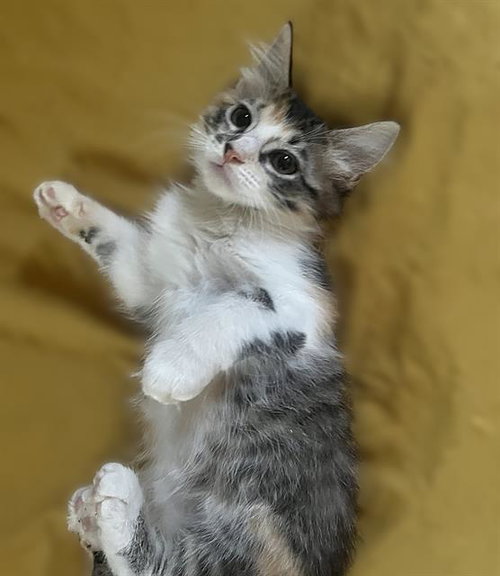 CALLIE
