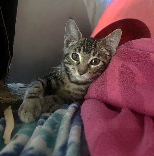 FRANKLIN