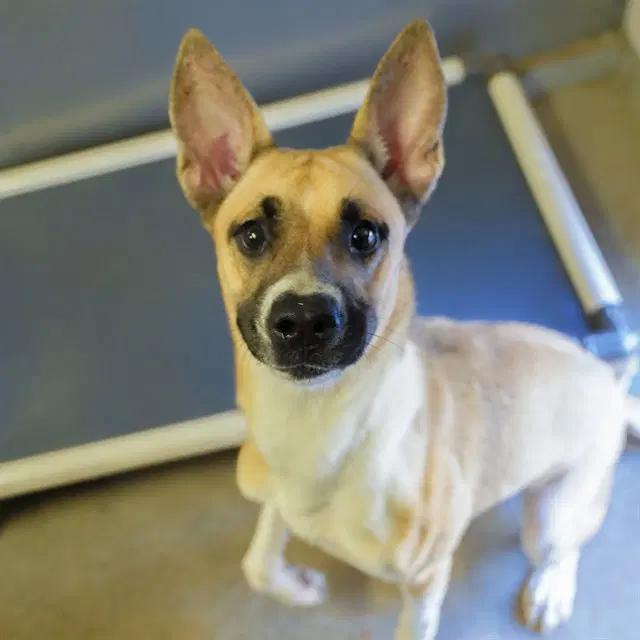 Brandine - German Shepherd Dog