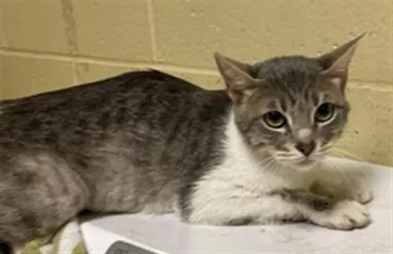 Unknown - Domestic Short Hair