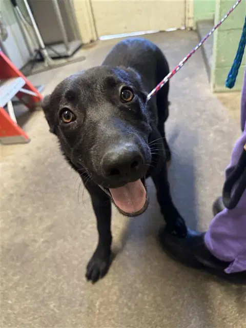Maddoxx - Labrador Retriever