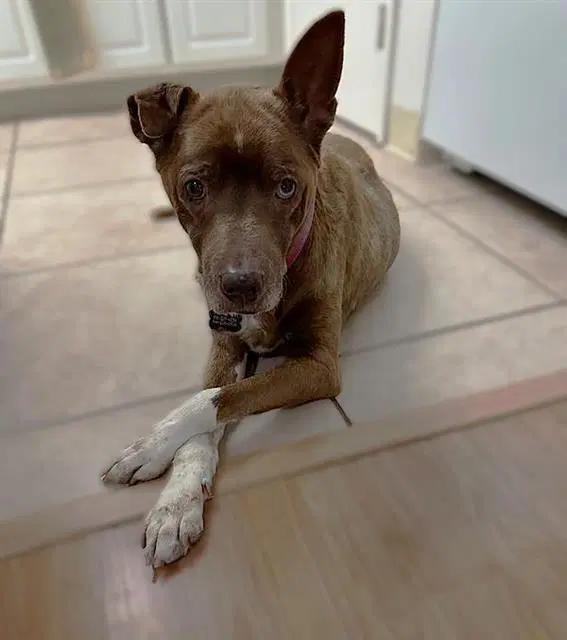 Poppy - Pit Bull Terrier