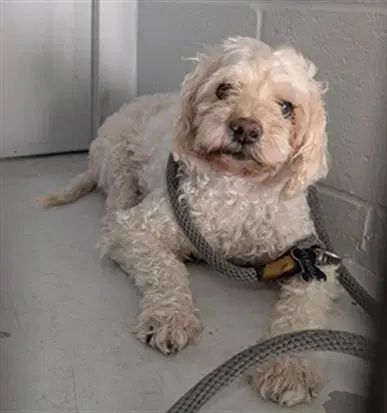 Unknown - Poodle (Miniature)
