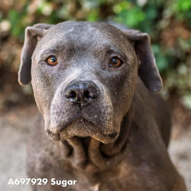Sugar - Pit Bull Terrier