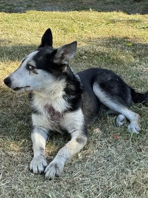 Rocky - Siberian Husky