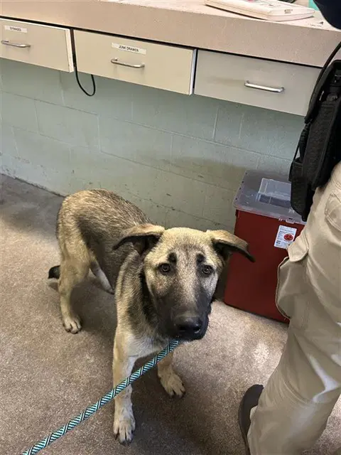 Jimbo - German Shepherd Dog