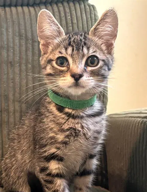 Sid - Domestic Short Hair