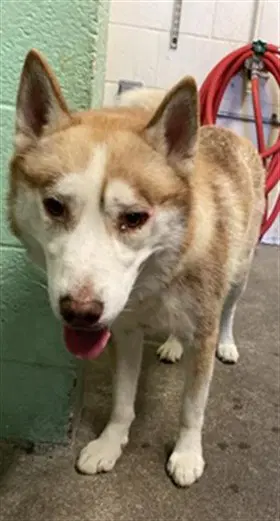 Johnny - Siberian Husky