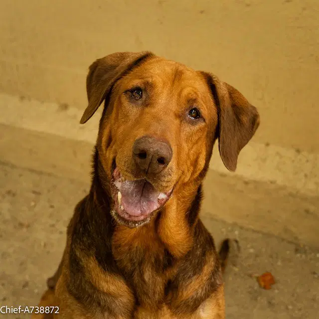 Chief - Hound