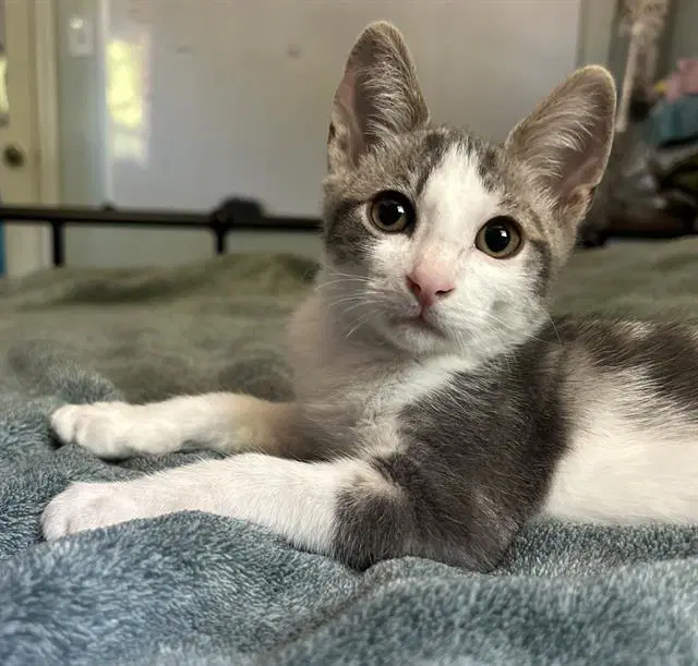 Romeo - Domestic Short Hair