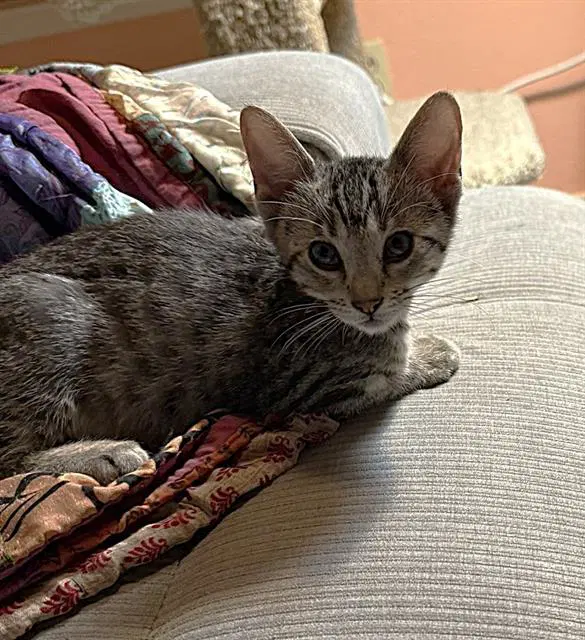 Bennett - Domestic Short Hair