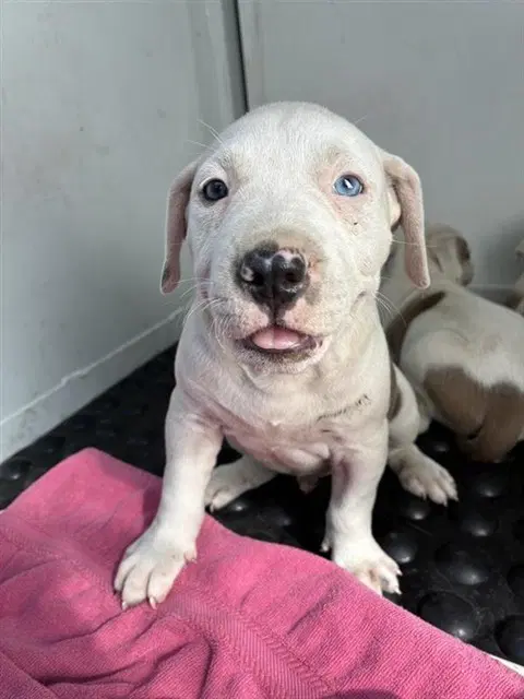 S'more - Pit Bull Terrier