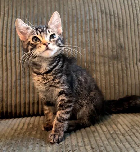 Flint - Domestic Short Hair
