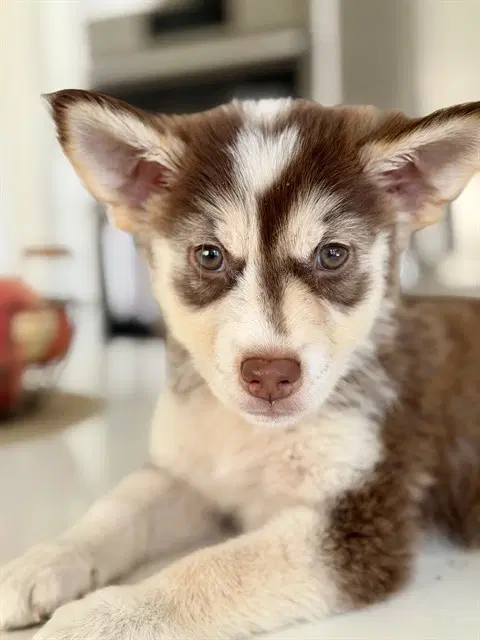 Biscuit - Siberian Husky