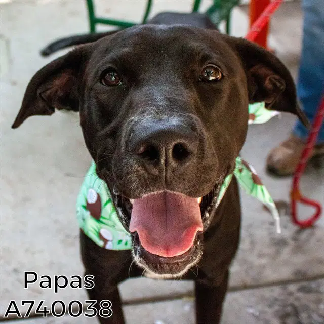 Papas - Labrador Retriever