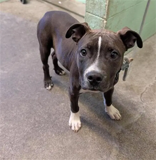 Brandon - Pit Bull Terrier