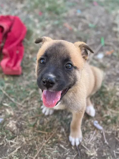 Aspen - Belgian Shepherd Malinois