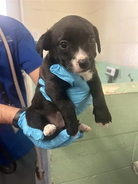 Unknown - Terrier