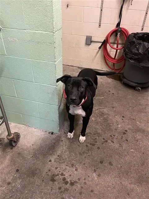 Baby - Pit Bull Terrier