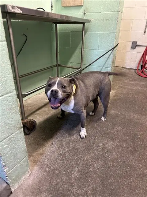 Icy - Pit Bull Terrier