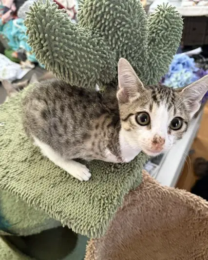 Percy - Domestic Short Hair