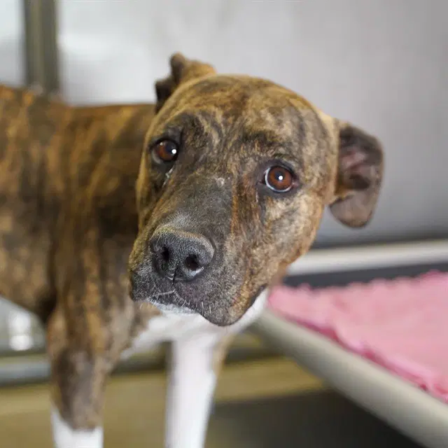 Cookie - Pit Bull Terrier