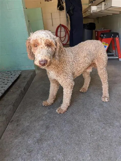Leo - Poodle (Standard)