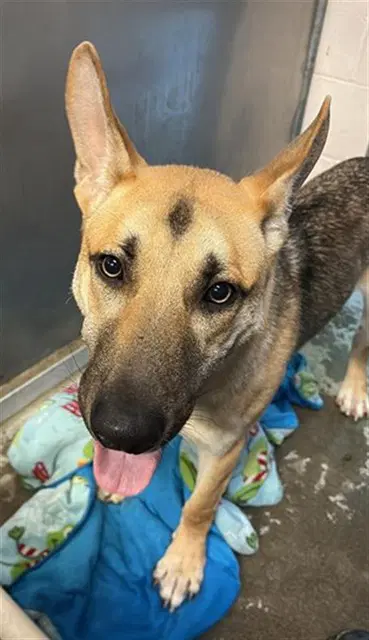 Kurt Warner - German Shepherd Dog