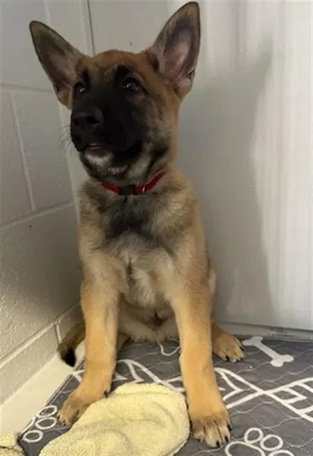 Hughie - German Shepherd Dog