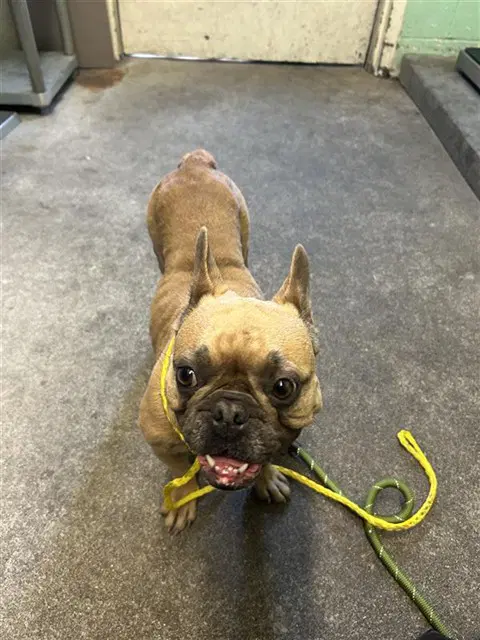 Nelly - French Bulldog