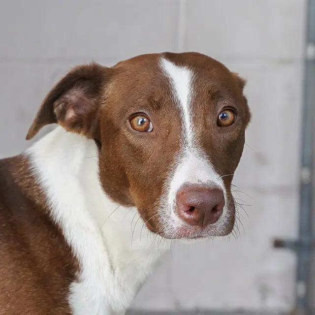 Gretta - Border Collie