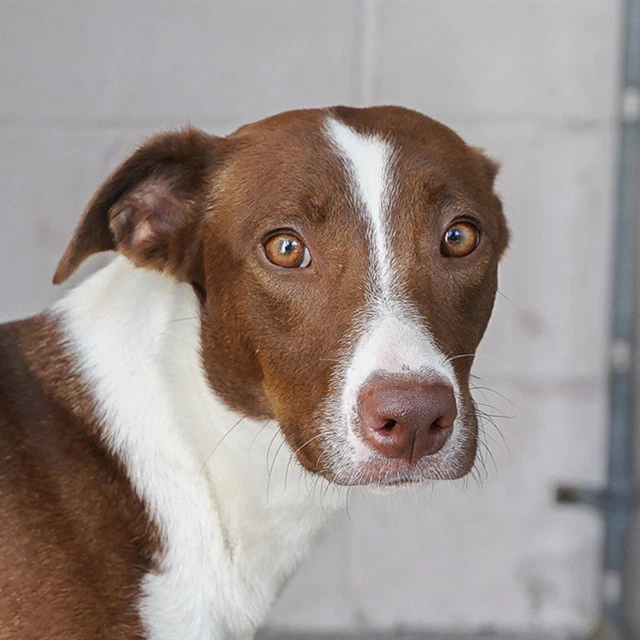 Gretta