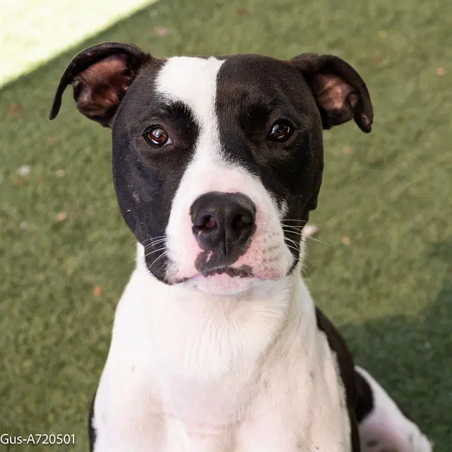 Gus - Pit Bull Terrier