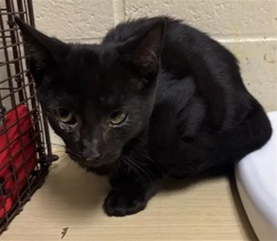 Unknown - Domestic Short Hair