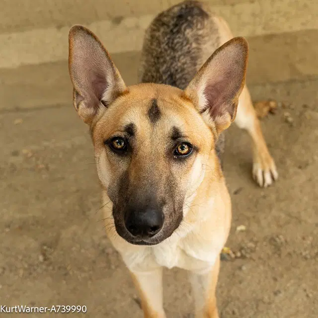 Kurt Warner - German Shepherd Dog