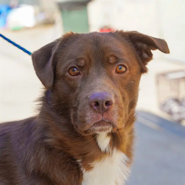 Bear - Border Collie