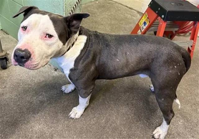 Blue - Pit Bull Terrier