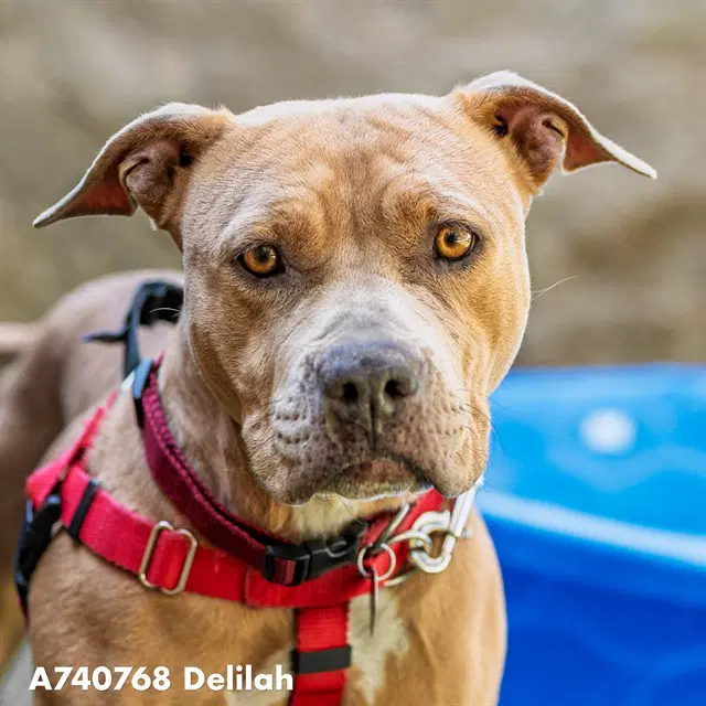 Delilah - Pit Bull Terrier
