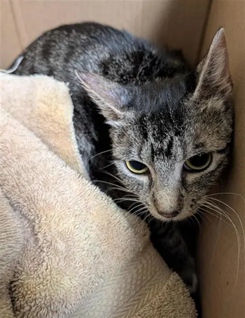 Unknown - Domestic Short Hair