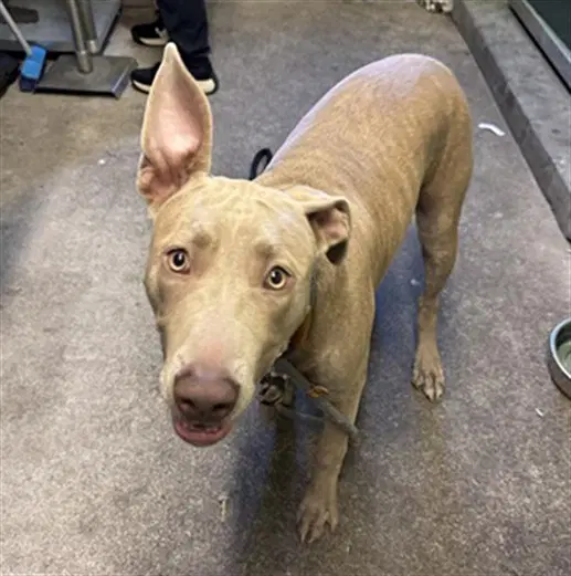 Zara - Pit Bull Terrier