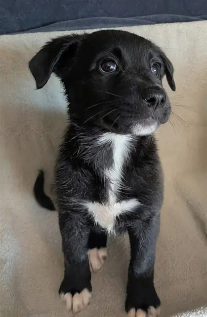 Pup - Belgian Shepherd Malinois