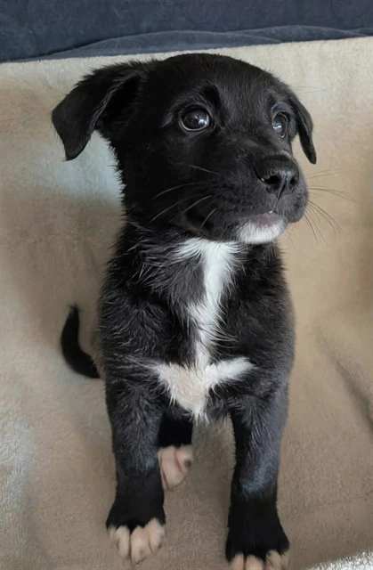 Pup