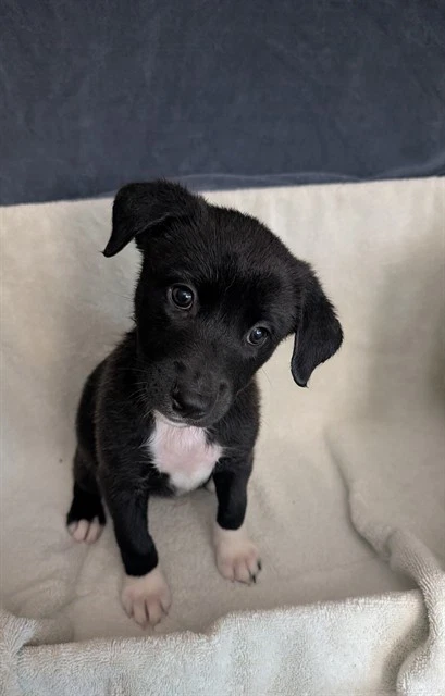 Pup
