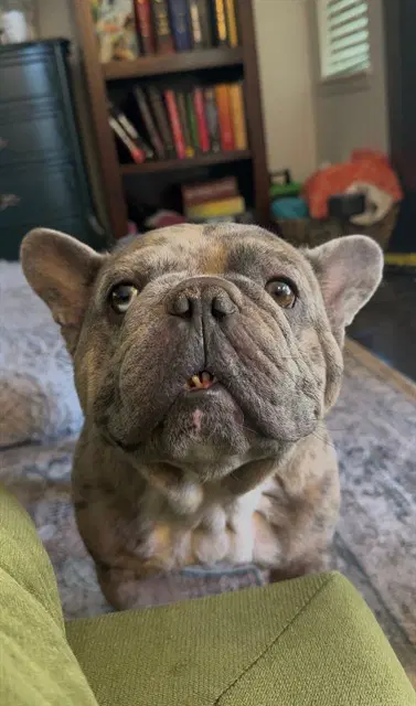 Jumbles - French Bulldog