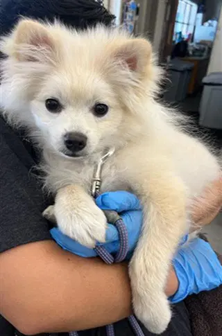 Unknown - Pomeranian
